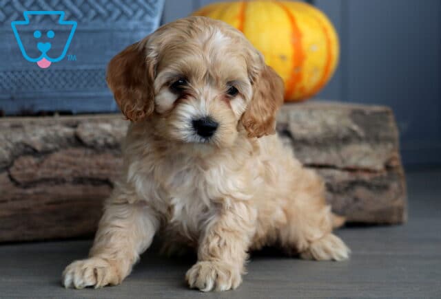 Light cream Cockapoo puppy with fluffy curls sitting in front of a rustic log and pumpkin, gazing sweetly at the camera. image