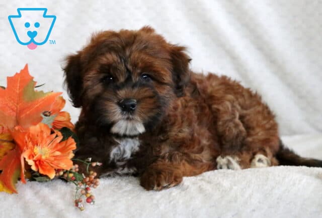 Mini Whoodle puppy with a reddish-brown curly coat, dark face, and white markings on chest and paws lying on a blanket beside autumn leaves and flowers. image
