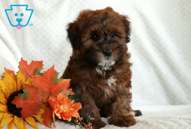 Fluffy Mini Whoodle puppy with a reddish-brown coat, black mask on the face, and white markings on the chest sitting beside autumn flowers and leaves. image