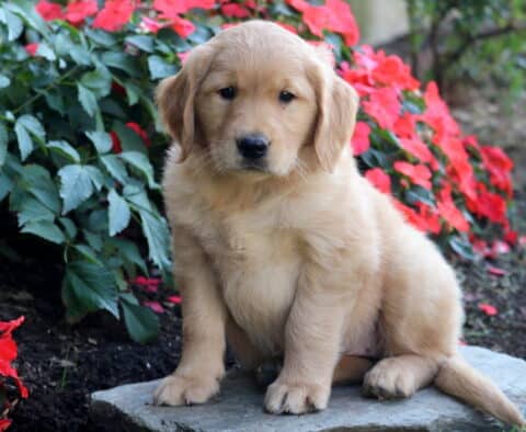 Blair Golden Retriever