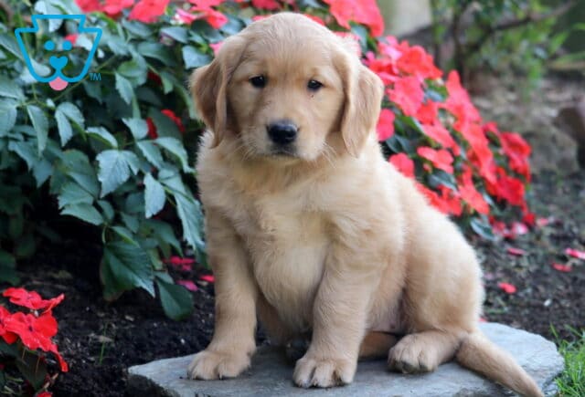 Blair Golden Retriever image