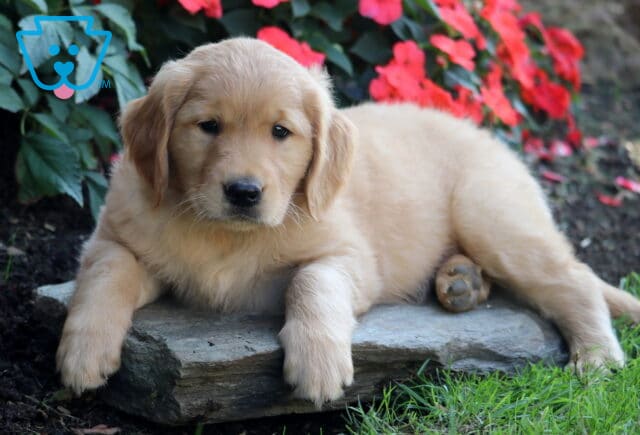 Blair Golden Retriever2 image