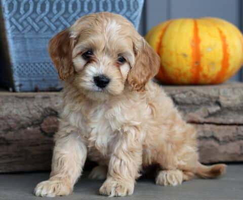 Blu Cockapoo