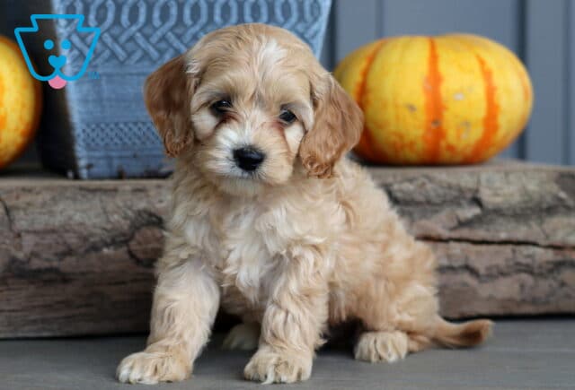 Fluffy light tan Cockapoo puppy with curly fur sitting in front of rustic wood and pumpkins, giving a gentle, sweet expression. image