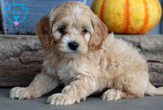 Curly-haired cream Cockapoo puppy laying down on the floor with a sweet, gentle face in front of a rustic log and pumpkin. image