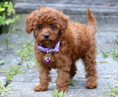Adorable red Toy Poodle puppy with fluffy curls and a purple collar standing on a stone path.