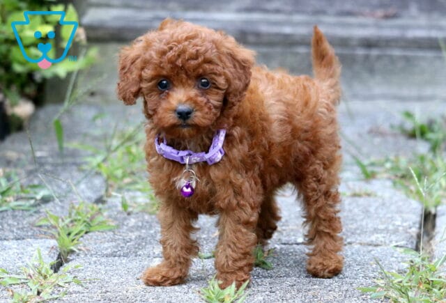 Adorable red Toy Poodle puppy with fluffy curls and a purple collar standing on a stone path. image