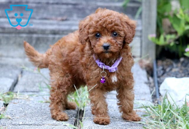 Cute red Toy Poodle puppy with a fluffy coat and purple collar standing on a stone path. image