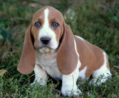 Charming Basset Hound puppy with striking blue eyes and floppy ears sitting on grass.