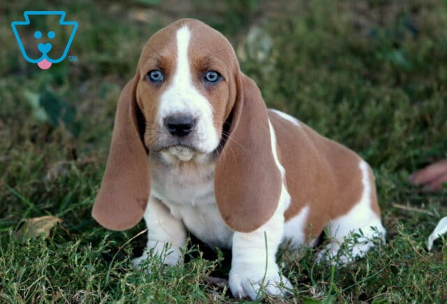 Charming Basset Hound puppy with striking blue eyes and floppy ears sitting on grass. image