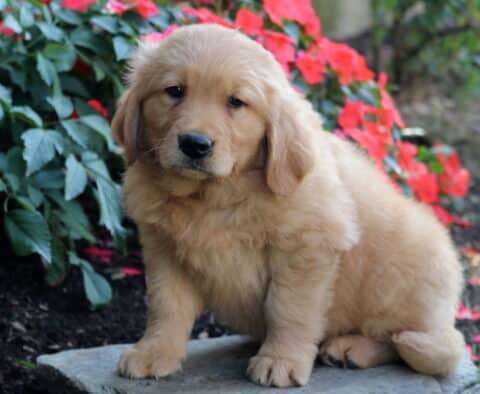 Bones Golden Retriever