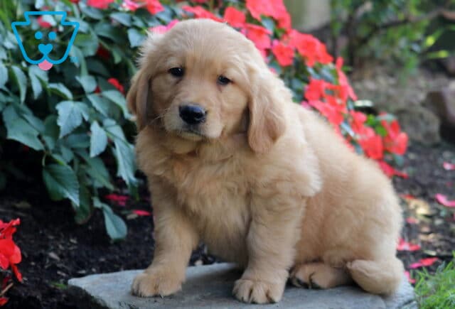 Bones Golden Retriever image