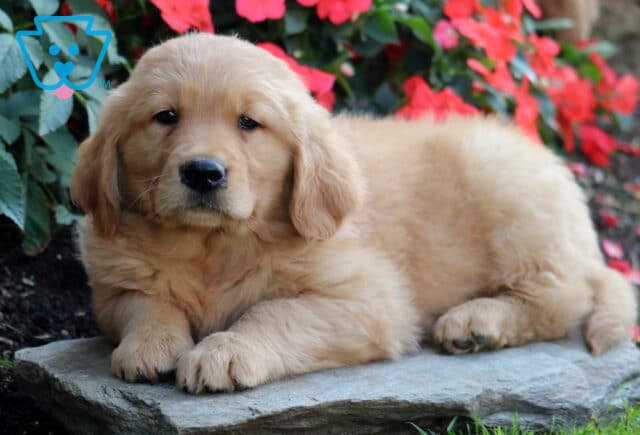 Bones Golden Retriever2 image