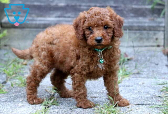 Curly red Toy Poodle puppy wearing a green collar standing on a stone path. image