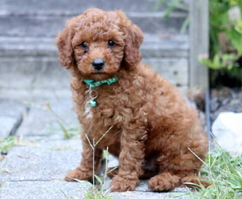 Fluffy red Toy Poodle puppy with a green collar sitting on a stone path.
