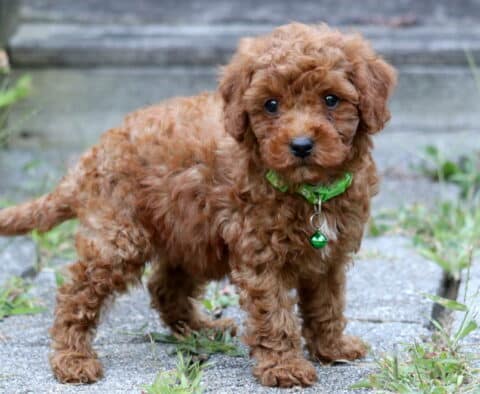 Adorable Toy Poodle puppy with a curly red coat and green collar standing on a walkway.