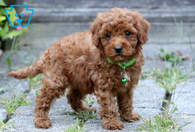 Adorable Toy Poodle puppy with a curly red coat and green collar standing on a walkway. image