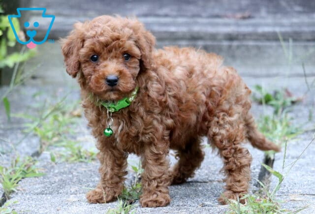 Curly red Toy Poodle puppy with a green collar and bell standing on a stone walkway. image