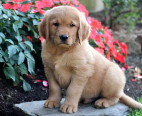 Fluffy Golden Retriever puppy sitting on a stone slab with bright red flowers blooming in the background.