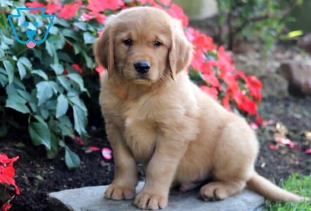 Braxton Golden Retriever image