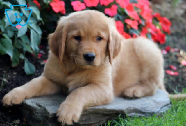 Braxton Golden Retriever2 image