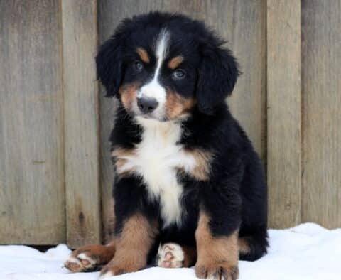 Sweet Bernese Mountain Dog puppy with a tri-color coat sitting on a white blanket in front of a wooden fence.
