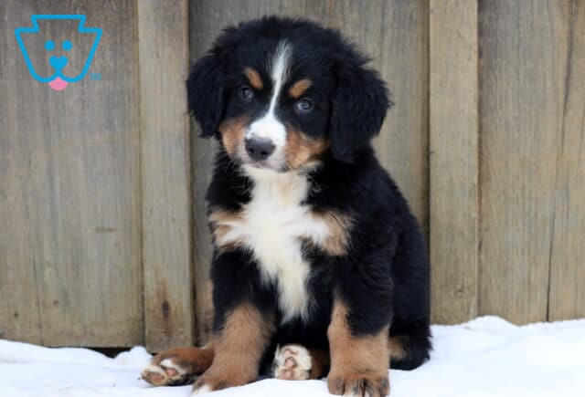 Sweet Bernese Mountain Dog puppy with a tri-color coat sitting on a white blanket in front of a wooden fence. image