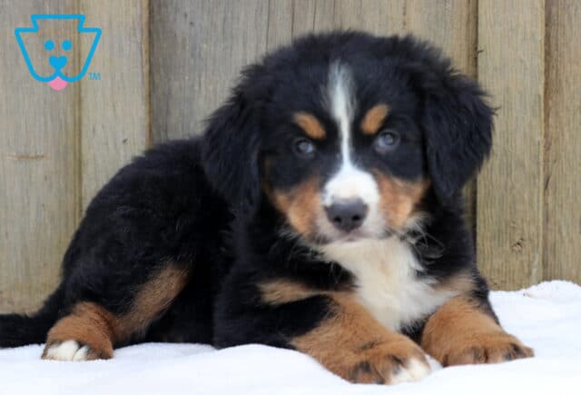 Fluffy Bernese Mountain Dog puppy lying down on a white blanket with a wooden fence backdrop. image