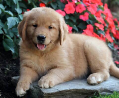 Brianna Golden Retriever