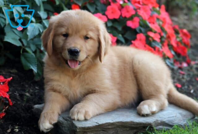 Brianna Golden Retriever image