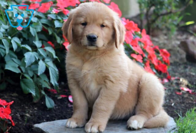 Brianna Golden Retriever2 image