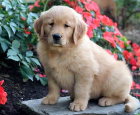 Bridgett Golden Retriever
