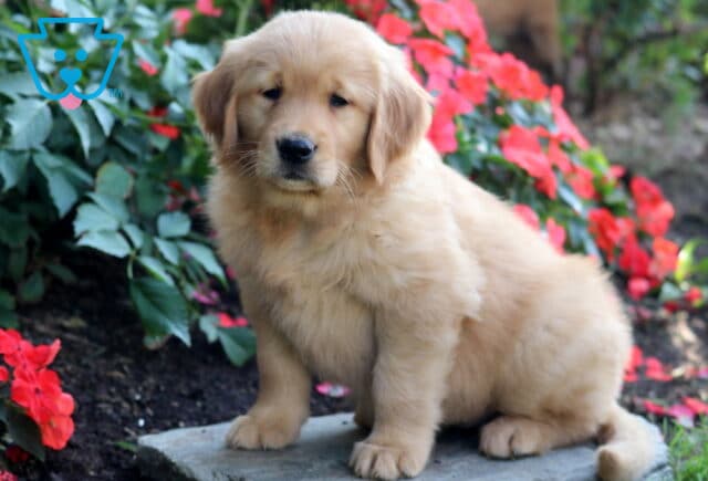 Bridgett Golden Retriever image