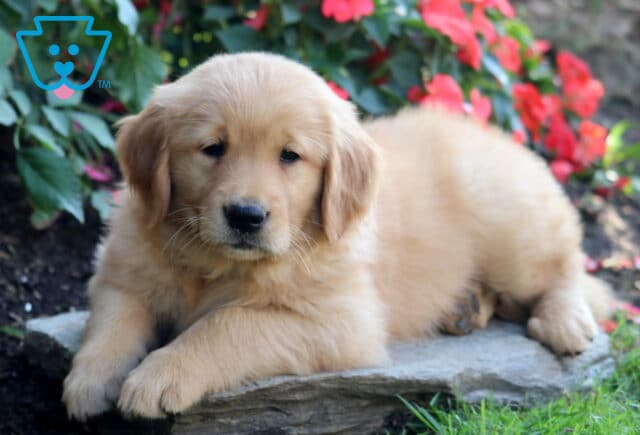 Bridgett Golden Retriever2 image
