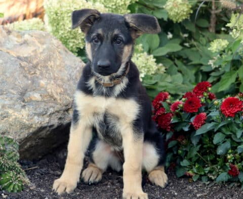 Alert German Shepherd puppy with black and tan coat sitting in a garden beside red flowers and large rocks.