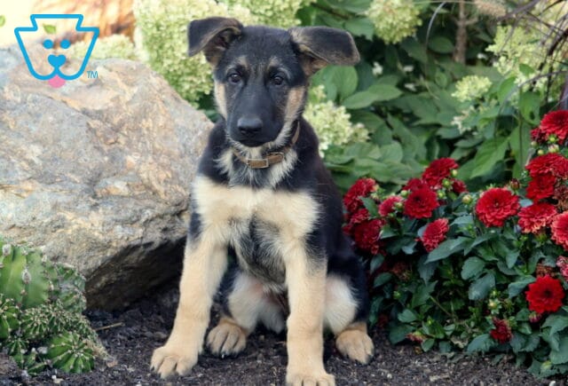 Alert German Shepherd puppy with black and tan coat sitting in a garden beside red flowers and large rocks. image