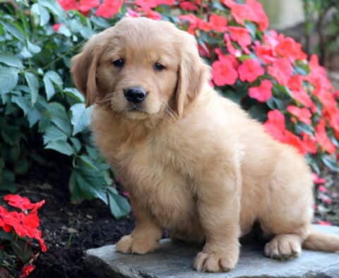 Fluffy Golden Retriever puppy sitting on a stone slab in front of bright red flowers, gazing sweetly at the camera.