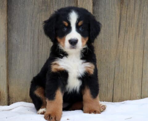 Brook Bernese
