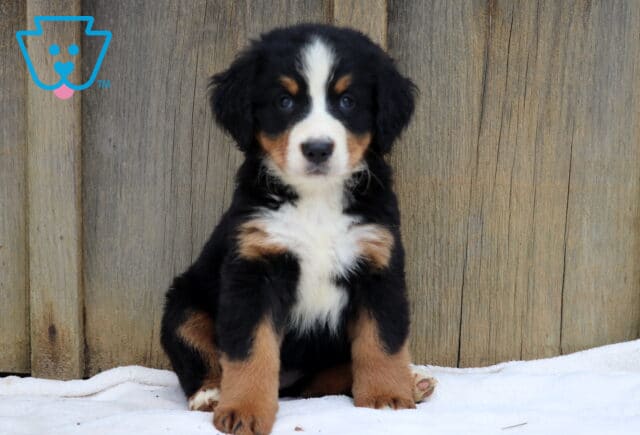 Bernese Mountain Dog puppy sitting on a white blanket in front of a wooden fence, looking straight ahead with a calm, gentle gaze. image