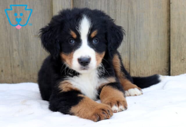 Bernese Mountain Dog puppy laying on a white blanket with paws crossed, gazing softly at the camera in front of a wooden fence. image