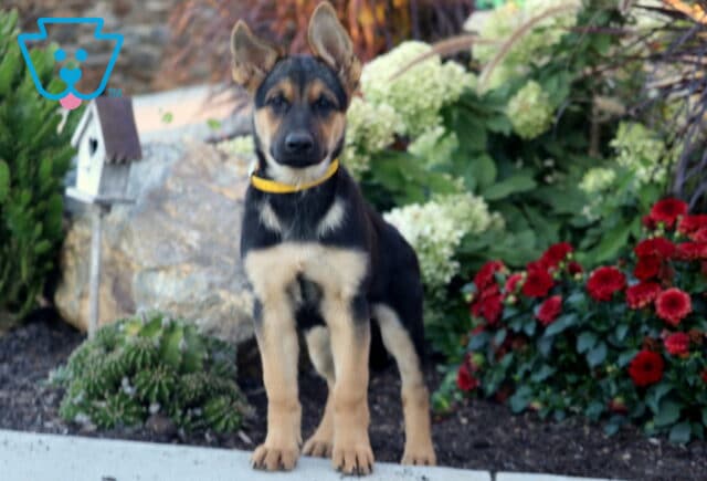 German Shepherd puppy with black and tan markings standing proudly in a garden near red flowers and a small birdhouse. image