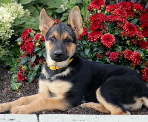 German Shepherd puppy with tall ears and a black-and-tan coat lying down in a garden beside bright red flowers.