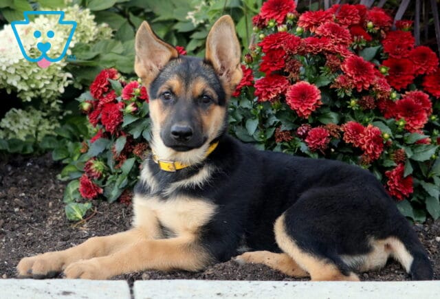 German Shepherd puppy with tall ears and a black-and-tan coat lying down in a garden beside bright red flowers. image