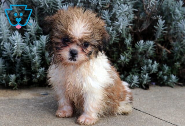 Bubbles Shih Tzu image