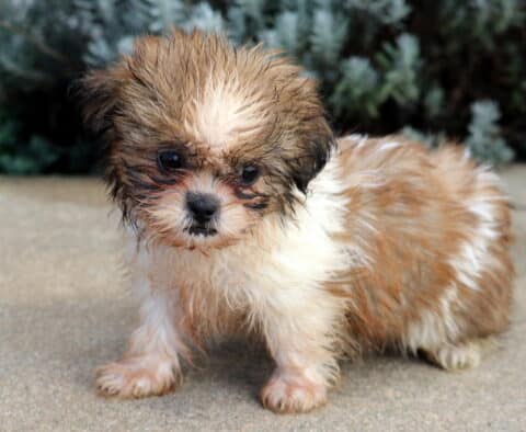 Bubbles Shih Tzu2