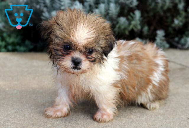 Bubbles Shih Tzu2 image