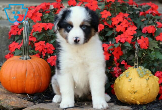 Mini Australian Shepherd puppy with striking black, white, and tan markings and bright blue eyes sitting between pumpkins in front of a bed of vivid red flowers. image