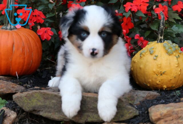 Mini Australian Shepherd puppy with black and white fur and piercing blue eyes lying on a stone ledge between a pumpkin and a yellow gourd with red flowers in the background. image