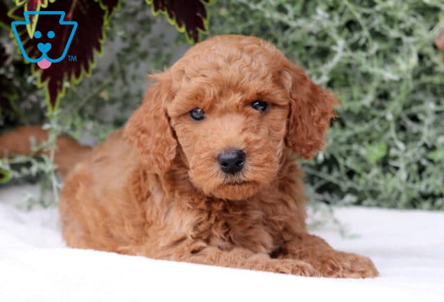 Buck Mini Goldendoodle image
