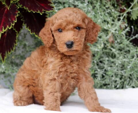 Buck Mini Goldendoodle2